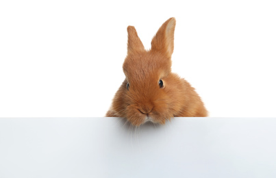 Adorable fluffy bunny on white background. Easter symbol