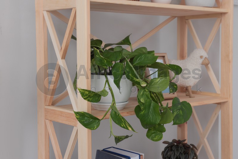 Photo of Beautiful houseplant and home decor on wooden shelving unit near light wall