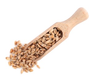 Wooden scoop with wheat grains on white background, top view