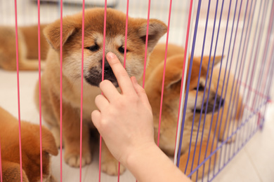 Woman near playpen with Akita Inu puppy indoors, closeup. Baby animal