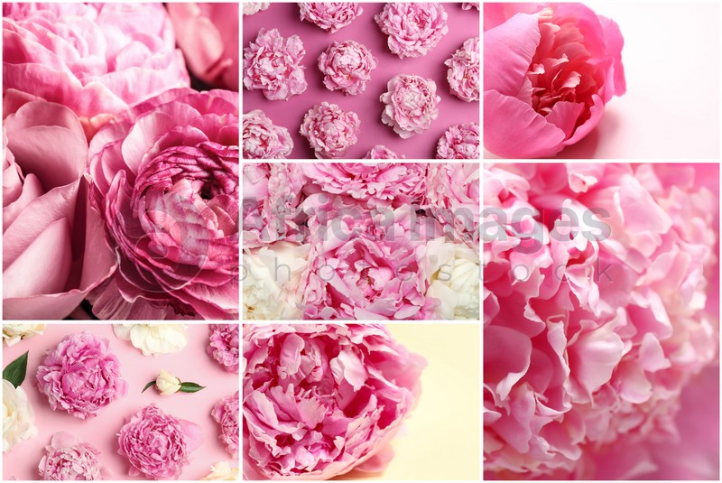 Image of Creative collage with photos of beautiful flowers on color backgrounds 