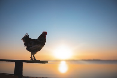 Photo of Big domestic rooster on bench near river at sunrise, space for text. Morning time