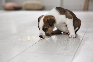 Adorable puppy near puddle on floor indoors