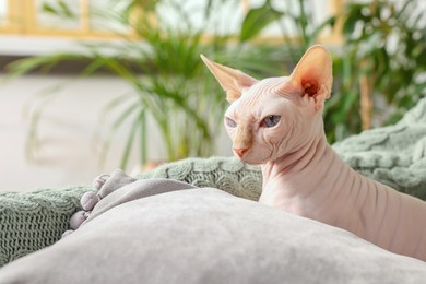 Cute Sphynx cat on sofa at home, space for text. Lovely pet