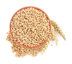 Bowl with wheat grains and spikes on white background, top view