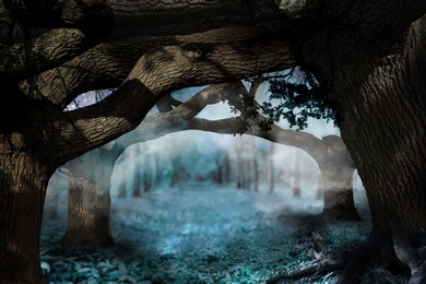 Fantasy world. Arch of old tree branches in enchanted foggy forest
