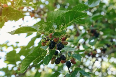 Tree branch with mulberries in sunlight, low angle view
