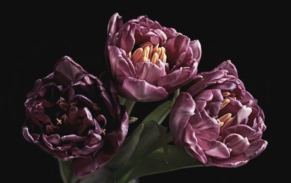 Beautiful fresh tulips on black background. Floral card design with dark vintage effect