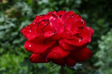 Beautiful red rose flower with dew drops in garden, closeup