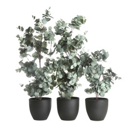 Pots with eucalyptus isolated on white. Home decor