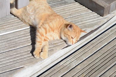 Lonely stray cat outdoors on sunny day. Homeless pet