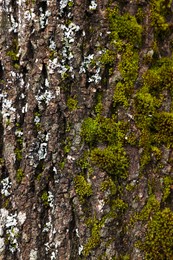 Photo of Beautiful tree bark with green moss as background, closeup