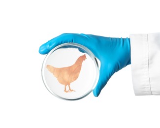 Scientist holding Petri dish with hen silhouette made of chicken fillet on white background, closeup. Cultured meat