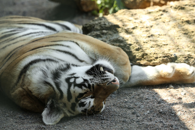 Photo of Amur tiger sleeping at enclosure in zoo