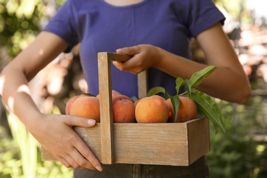Woman holding wooden basket with ripe peaches outdoors, closeup