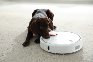 Modern robotic vacuum cleaner and German Shorthaired Pointer dog on floor indoors