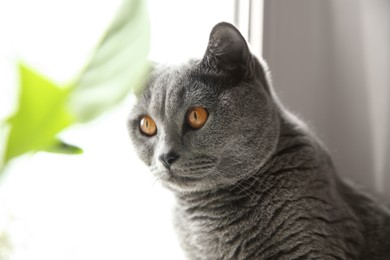 Beautiful grey British Shorthair cat near window indoors, closeup
