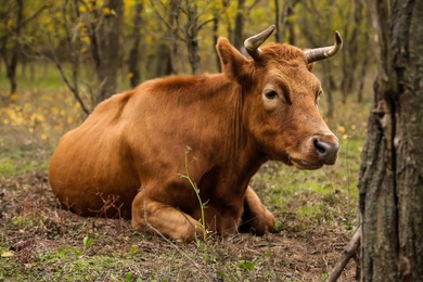 Photo of Red cow resting on pasture. Farm animal