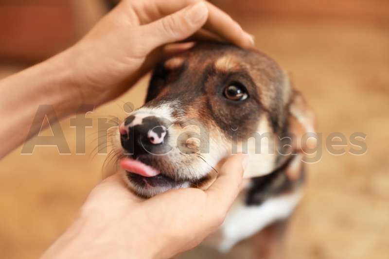Woman stroking homeless dog in animal shelter, closeup. Concept of volunteering