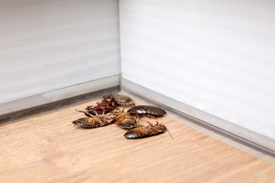 Cockroaches on wooden floor in corner, closeup. Pest control