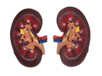 Educational plastic kidney models on white background