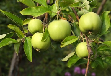Green apples and leaves on tree branches in garden