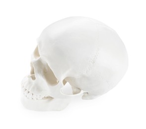 Human skull with teeth isolated on white
