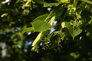 Closeup view of blossoming linden tree outdoors on sunny spring day