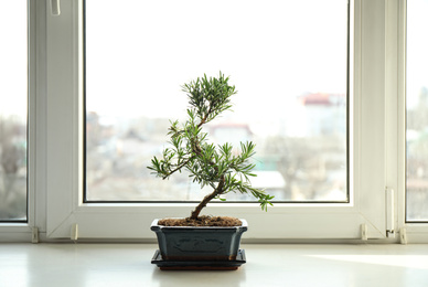 Japanese bonsai plant on windowsill indoors. Creating zen atmosphere at home