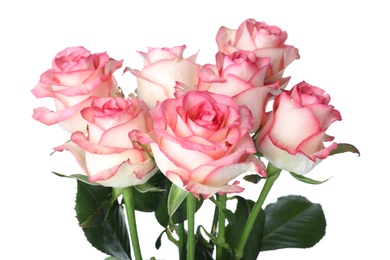Bouquet of beautiful pink roses on white background, closeup