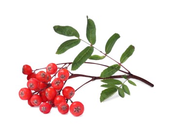 Bunch of ripe rowan berries with green leaves on white background