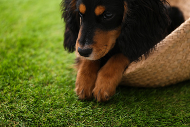 Cute dog relaxing in wicker basket on green grass outdoors, closeup. Friendly pet
