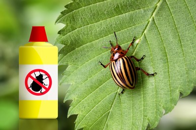 Insecticide and Colorado potato beetle on green plant outdoors