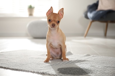 Cute Chihuahua puppy near wet spot on rug indoors