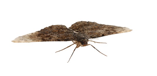 Photo of Single Alcis repandata moth isolated on white