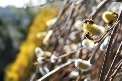 Bees on beautiful fluffy willow catkin outdoors, closeup. Space for text