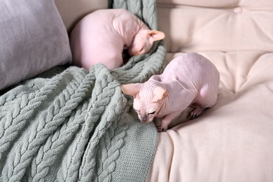 Adorable Sphynx cats on sofa at home. Lovely pets