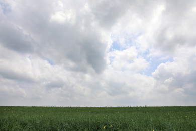 Beautiful green field under sky with clouds