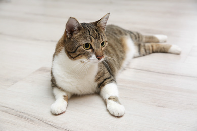 Cute tabby cat lying on wooden floor at home. Friendly pet