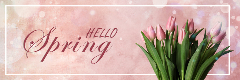 Beautiful tulips on pink background. Hello spring