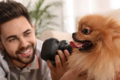 Professional animal photographer taking picture of beautiful Pomeranian spitz at home, focus on dog