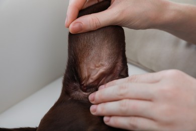 Photo of Woman examining her dog's ear for ticks at home, closeup