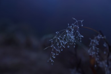 Plant with water drops at dawn, closeup. Space for text