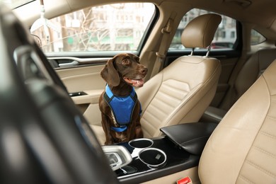 Cute German Shorthaired Pointer dog waiting for owner on front seat of car. Adorable pet