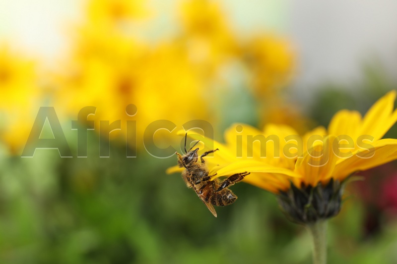 Beautiful flower with honeybee on blurred background. Space for text