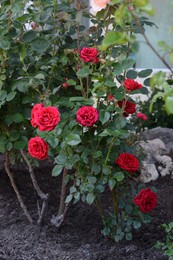 Bushes with beautiful red roses outdoors on summer day