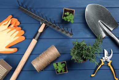 Gardening tools and plants on blue wooden background, flat lay