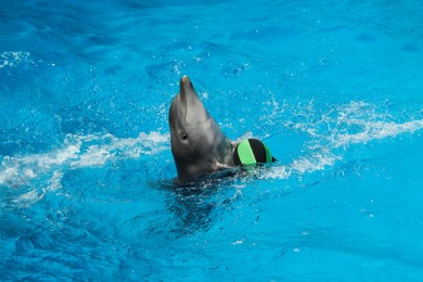 Dolphin swimming with ball in pool at marine mammal park