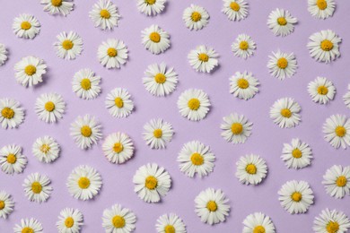 Many beautiful daisy flowers on lilac background, flat lay