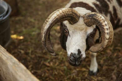 Photo of Beautiful Manx Loaghtan sheep in yard. Farm animal